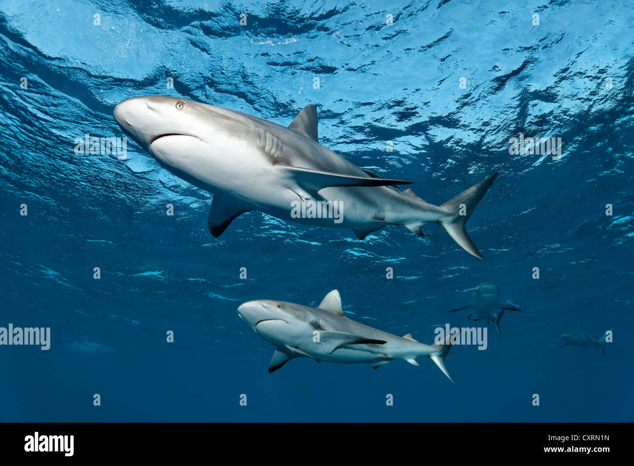 Caraibi squali di barriera (Carcharhinus perezi), nuoto in acque aperte, Repubblica di Cuba e dei Caraibi e America centrale Foto Stock