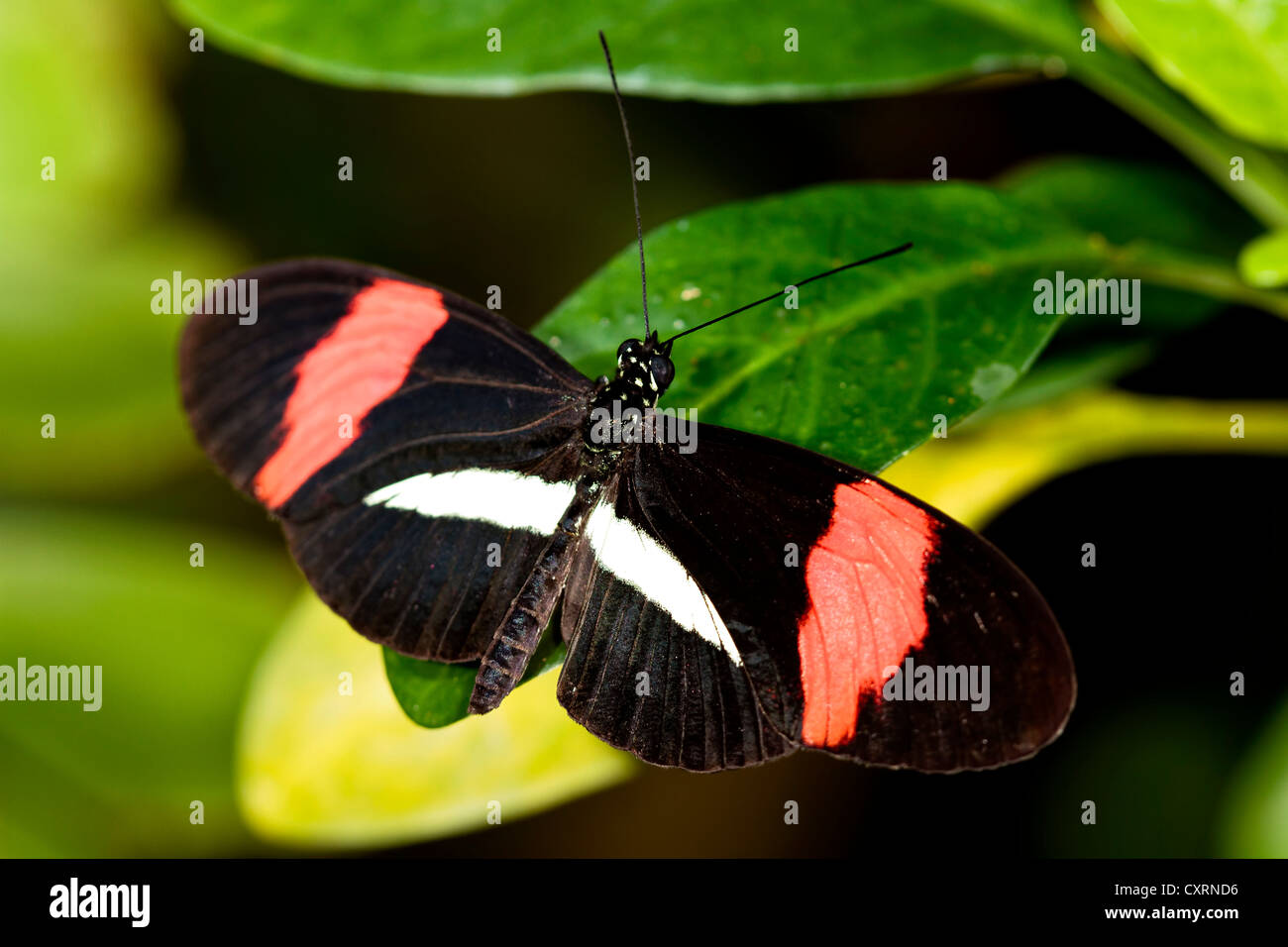 Piccolo postino Butterfly, comune Portalettere, o il postino Foto Stock
