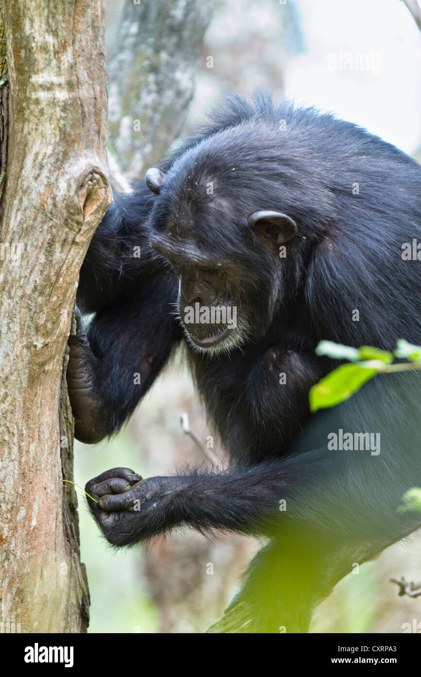 Uno scimpanzé (Pan troglodytes), femmina la pesca di formiche con bastone, Mahale Mountains National Park, Tanzania, Africa orientale, Africa Foto Stock