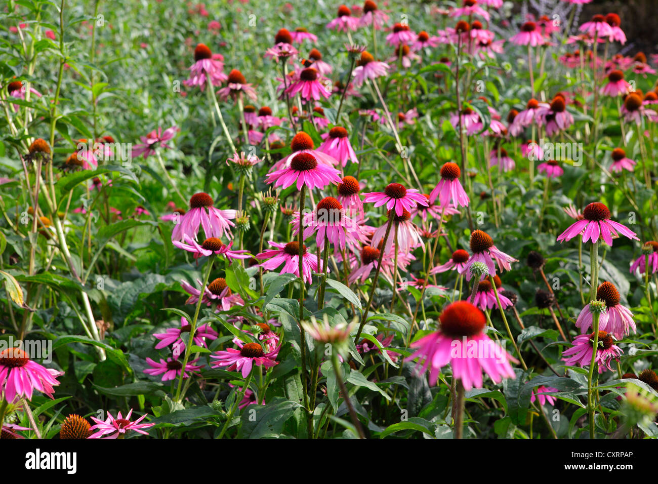 Echinacea fiori Foto Stock