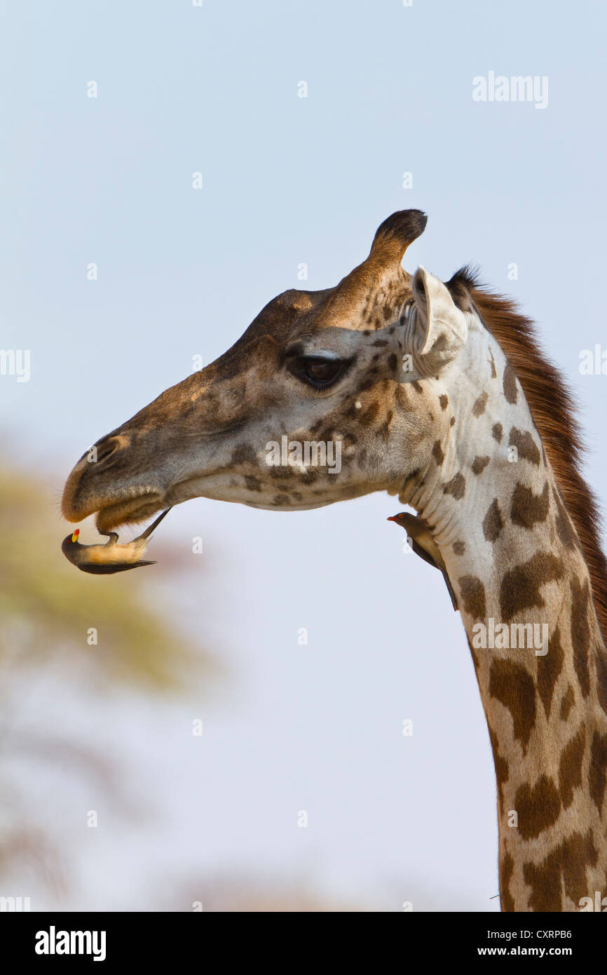 Giallo-fatturati Oxpecker su Giraffe, Buphagus africanus, Giraffa camelopadralis, Ruaha National Park, Tanzania Africa orientale Foto Stock