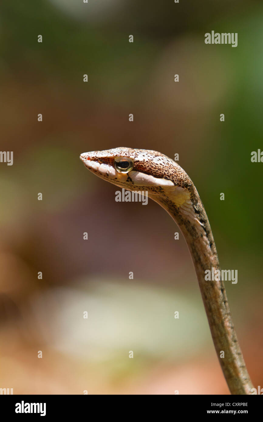 Rametto o uccello Snake (Thelotornis capensis), sul suolo della foresta pluviale, Mahale Mountains National Park, Tanzania, Africa orientale, Africa Foto Stock