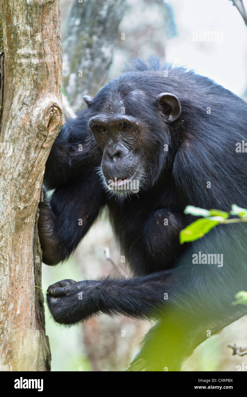 Uno scimpanzé (Pan troglodytes), femmina la pesca di formiche con bastone, Mahale Mountains National Park, Tanzania, Africa orientale, Africa Foto Stock