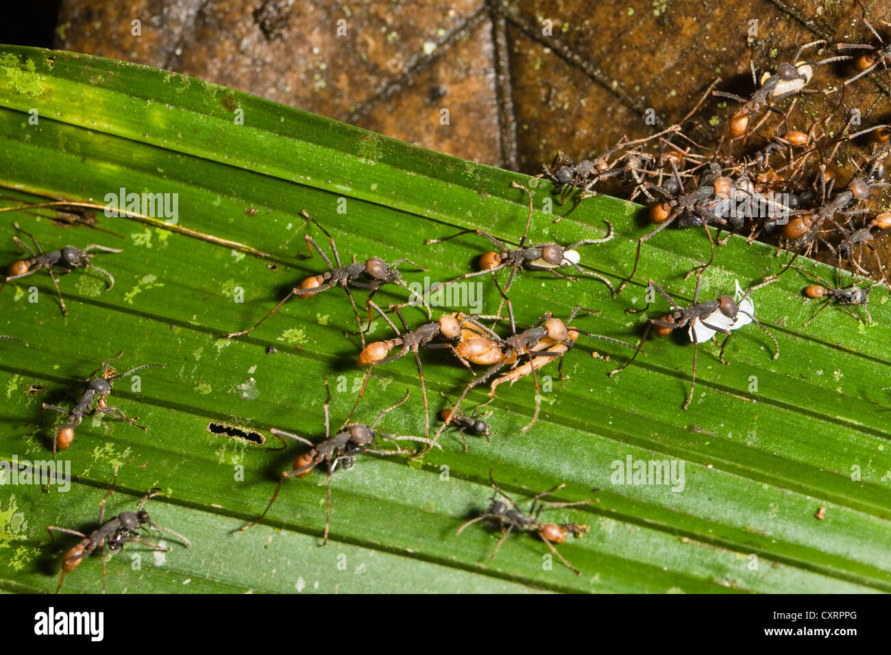 Mondo nuovo esercito di formiche (Eciton burchellii), submajors e lavoratori, foresta pluviale, Braulio Carrillo National Park, Costa Rica Foto Stock