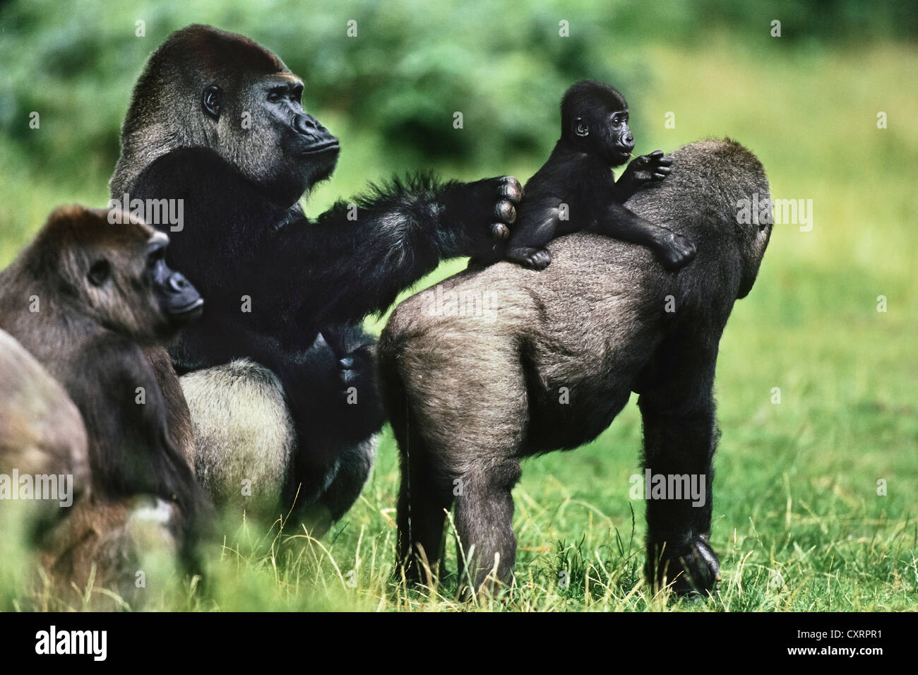 Pianura occidentale (Gorilla Gorilla gorilla gorilla), baby equitazione sulla sua madre torna, gruppo familiare, zoo, Congo, Africa, captive Foto Stock