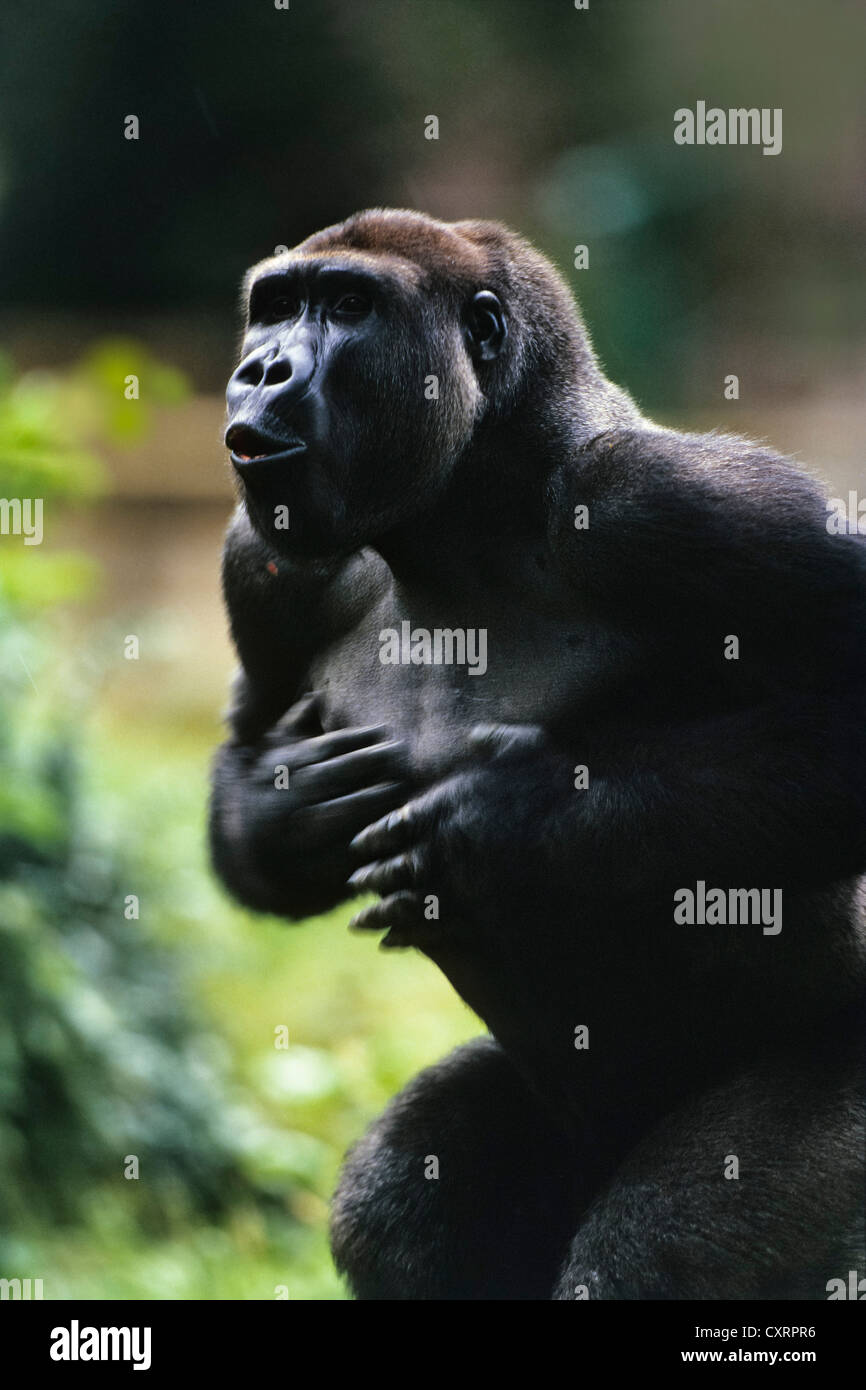 Pianura occidentale (Gorilla Gorilla gorilla gorilla), maschio, drumming suo petto, zoo, Congo, Africa, captive Foto Stock