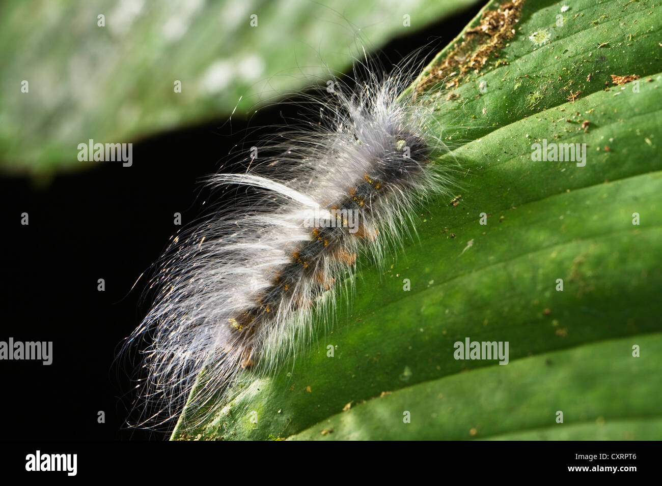 Caterpillar peloso su una foglia in una foresta pluviale di pianura, Braulio Carrillo National Park, Costa Rica, America Centrale Foto Stock
