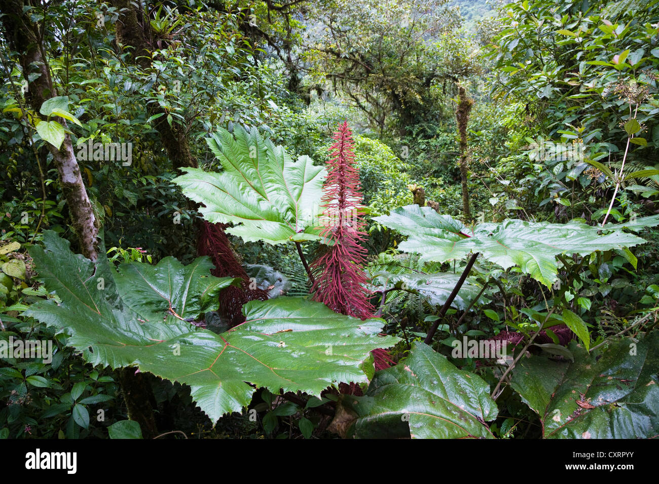 Gunnera, Rabarbaro gigante (Gunnera insignis) in una foresta pluviale di montagna, Tapanti National Park, Costa Rica, America Centrale Foto Stock