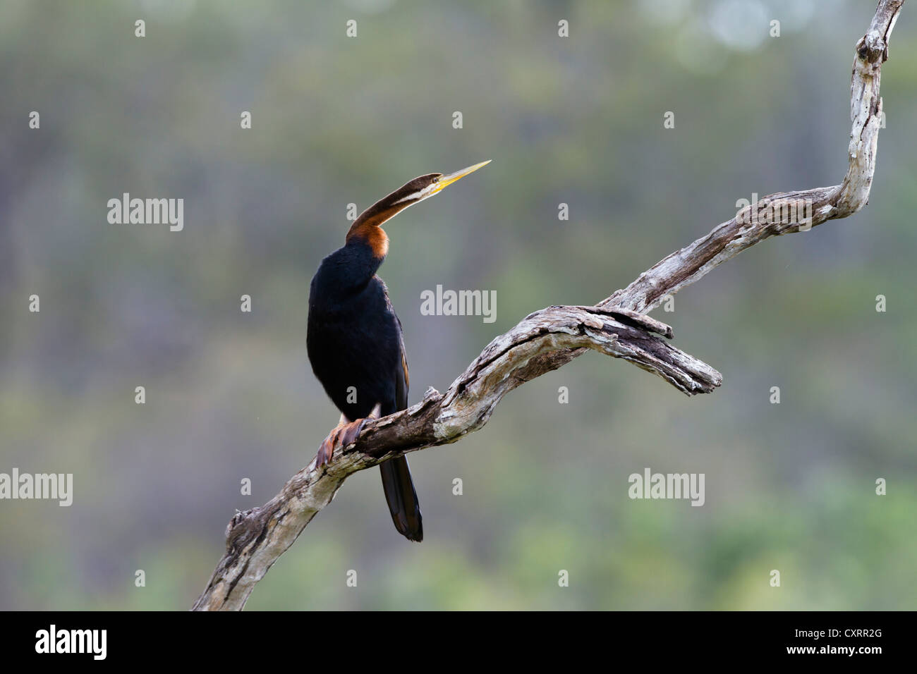 Oriental Darter, Indiano darter (Anhinga melanogaster) Maareba zone umide, Queensland, Australia Foto Stock