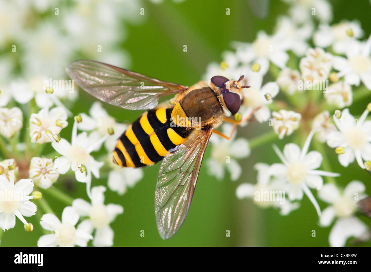 Specie europee di hoverfly (Syrphus ribesii) appollaiata su una pianta dell'ordine Umbelliflorae, Baviera, Germania, Europa Foto Stock