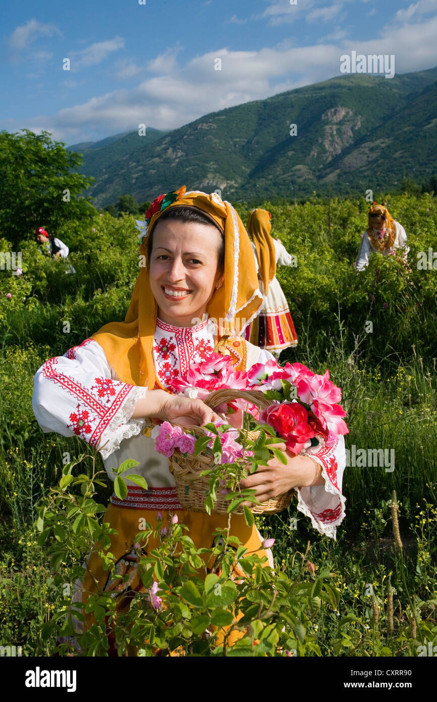 Donna spiumatura roses, Rose Festival per l'inizio della rosa Periodo di raccolta, Karlovo, Bulgaria, Europa Foto Stock