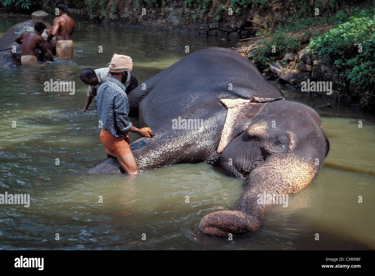 Tempio di elefante, asiatici o elefante Asiatico (Elephas maximus) con mahout, Guruvayoor, Kerala, India del Sud, India, Asia Foto Stock