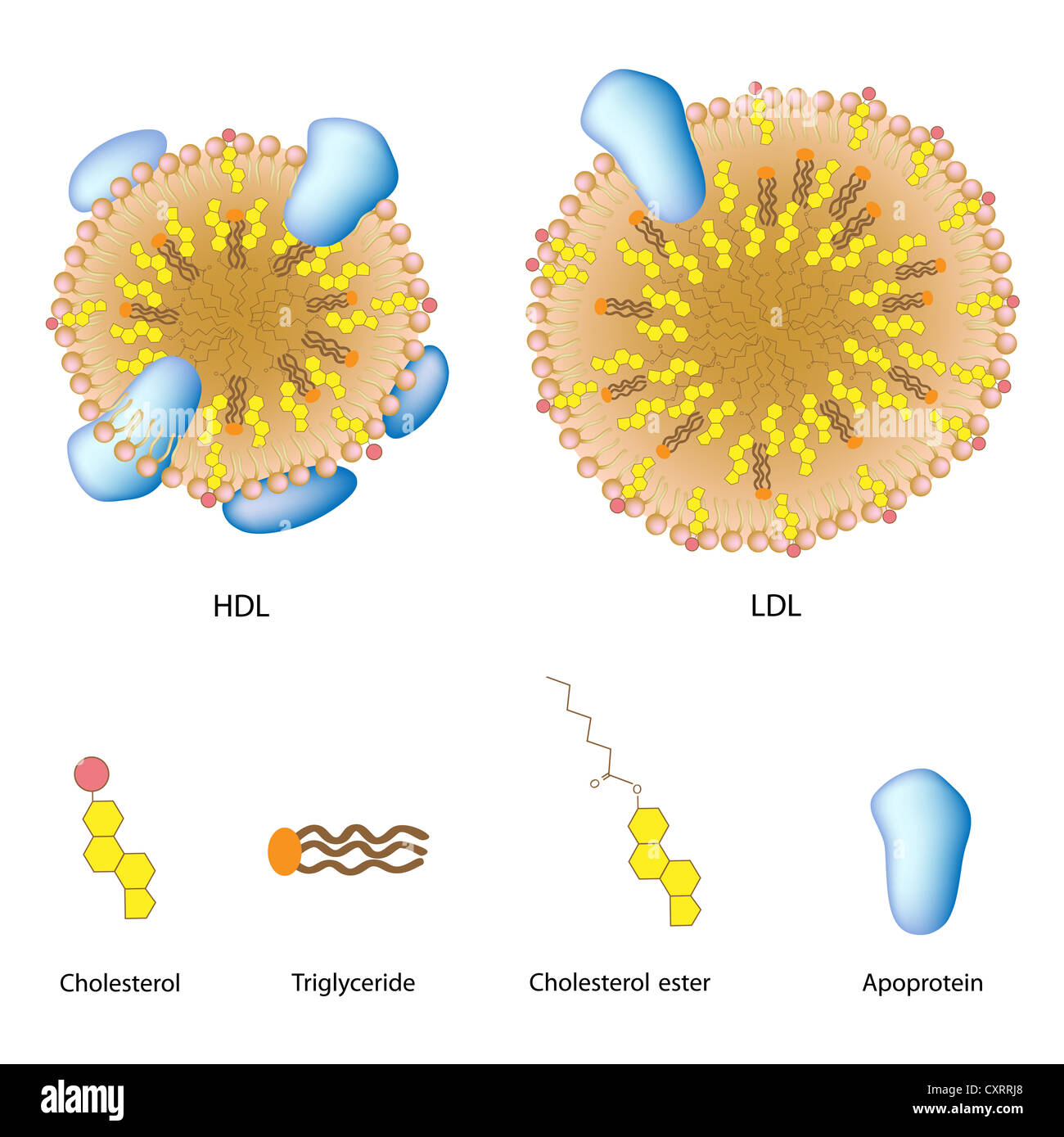 Lipoproteine del sangue, LDL e HDL struttura Foto Stock