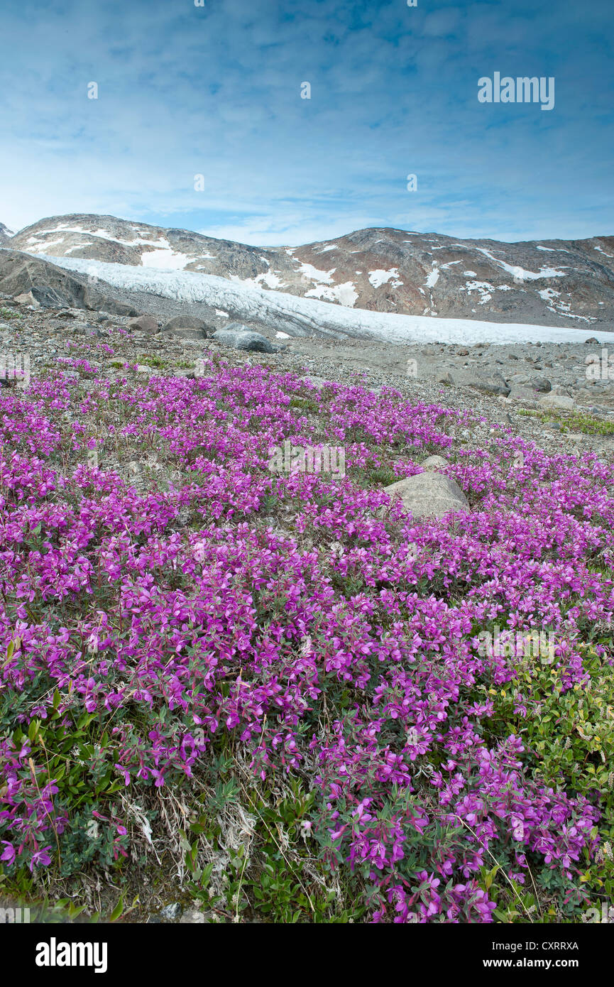 Nana (Fireweed Epilobium latifolium, Chamaenerion latifolium), Johan Petersen fiordo, est della Groenlandia, Groenlandia Foto Stock