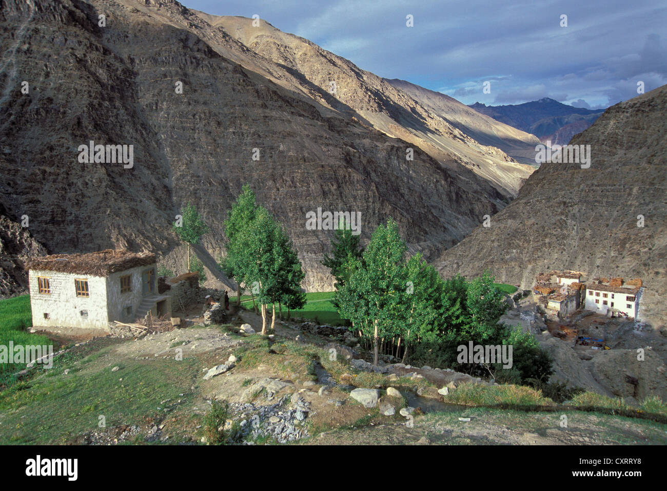 Fattoria solitaria, Surle vicino a Purni, Zanskar, Ladakh, Jammu e Kashmir Himalaya indiano, Nord India, India, Asia Foto Stock