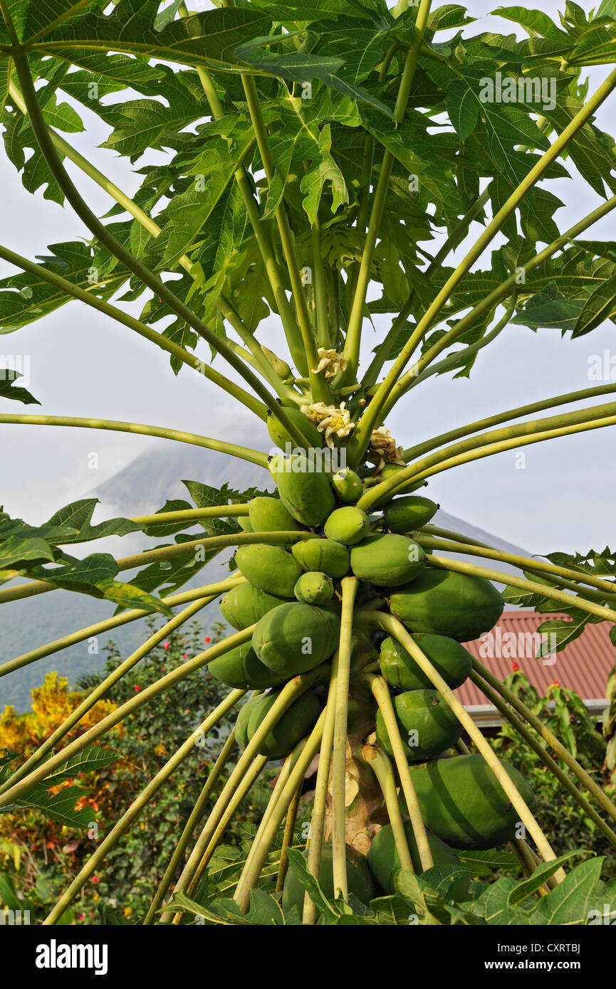 Papaia, Papaw o albero di papaia (Carica papaya), Arenal Springs Hotel, provincia di Alajuela, Costa Rica, America Centrale Foto Stock