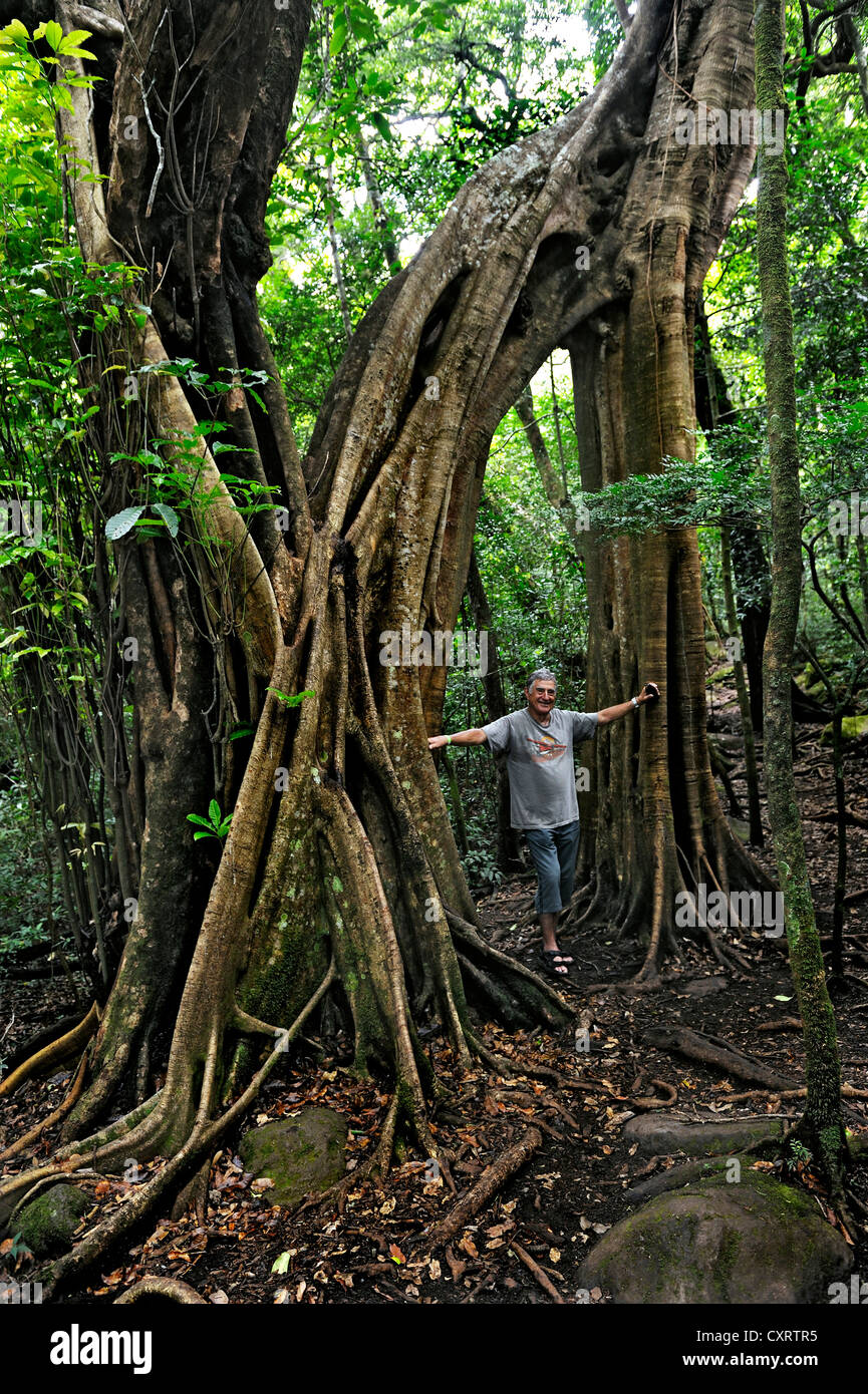Tourist in piedi di fronte a un enorme Strangler fig tree (Ficus sp.), Rincon de la Vieja National Park, provincia di Guanacaste Foto Stock