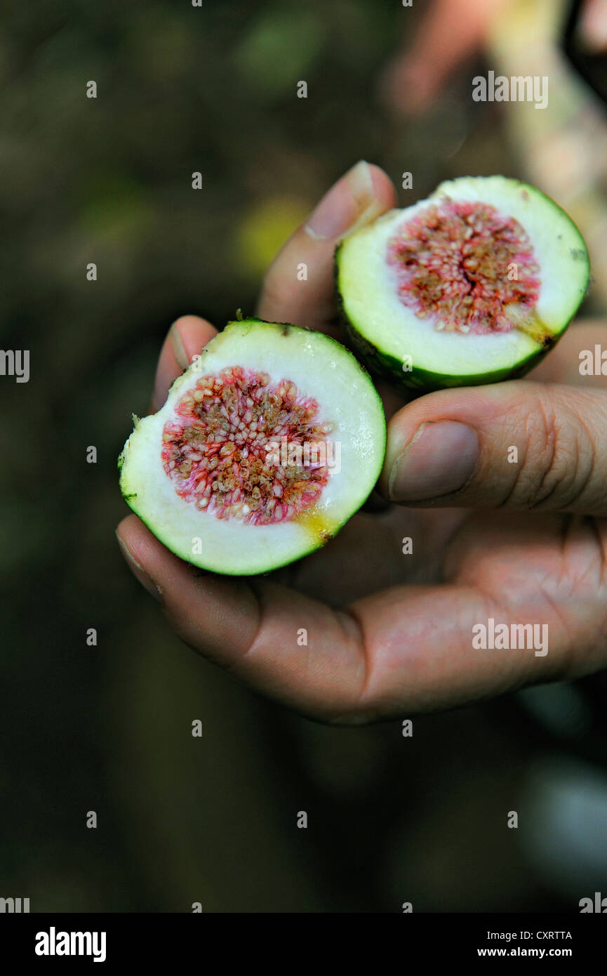 Mela Guava o comuni o guaiava (Psidium guajava), dimezzato frutti, Rincon de la Vieja National Park, provincia di Guanacaste, Costa Rica Foto Stock