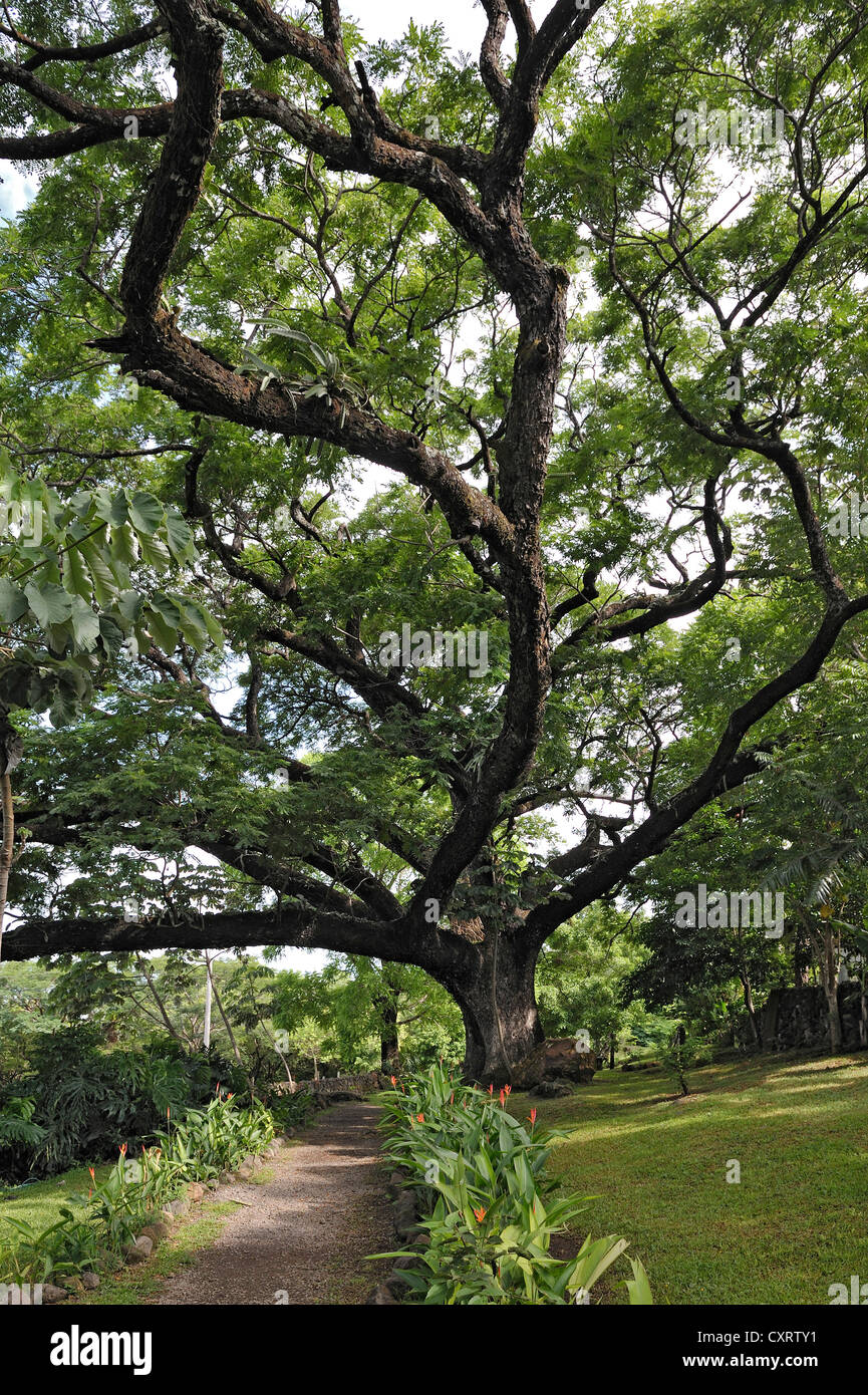 Guanacaste tree (Enterolobium cyclocarpum), albero nazionale della Costa Rica, Hacienda Guachipelin vicino la Liberia, provincia di Guanacaste Foto Stock