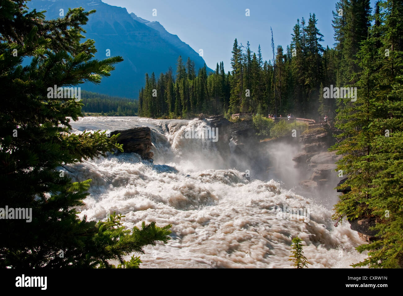 Cascate Athabasca nel Parco Nazionale di Jasper, Alberta. Foto Stock