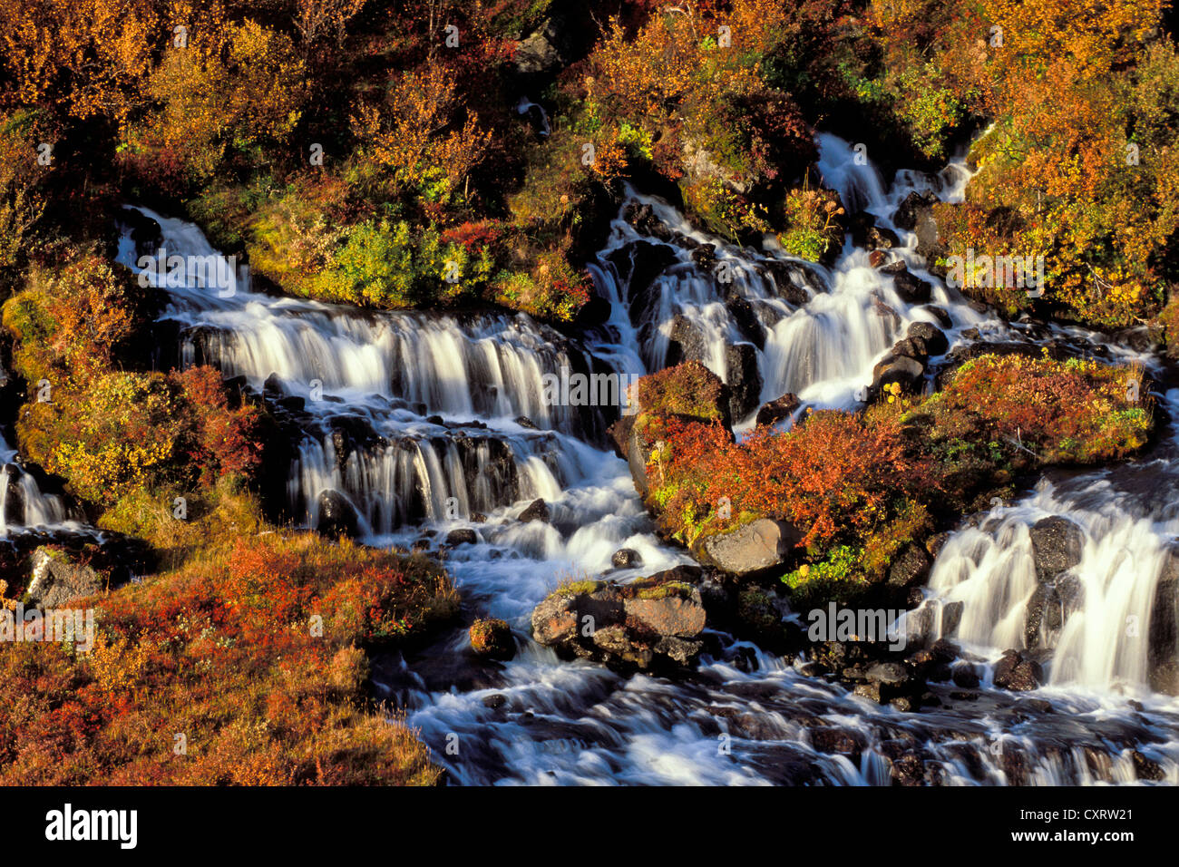 In autunno, Hraunfossar cascate sul fiume Hvítá, Vesturland, West Islanda, Islanda, Europa Foto Stock