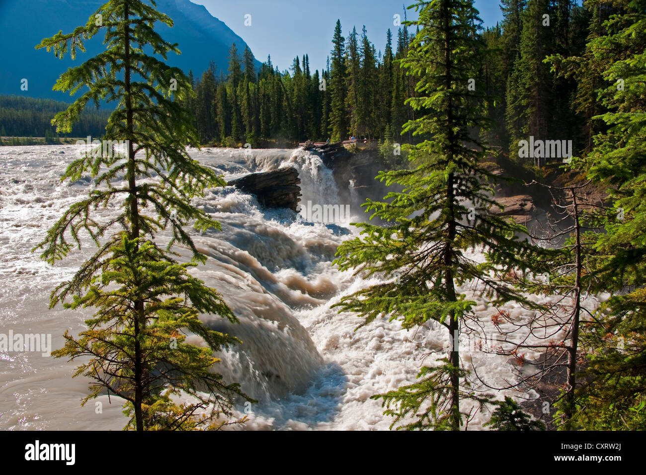 Cascate Athabasca nel Parco Nazionale di Jasper Foto Stock