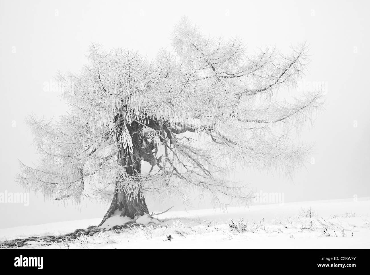 Vecchio larice (Larix) in inverno, Weiz, regione Almenland, Sommeralm alp, Teichalm alp, Stiria, Austria, Europa Foto Stock