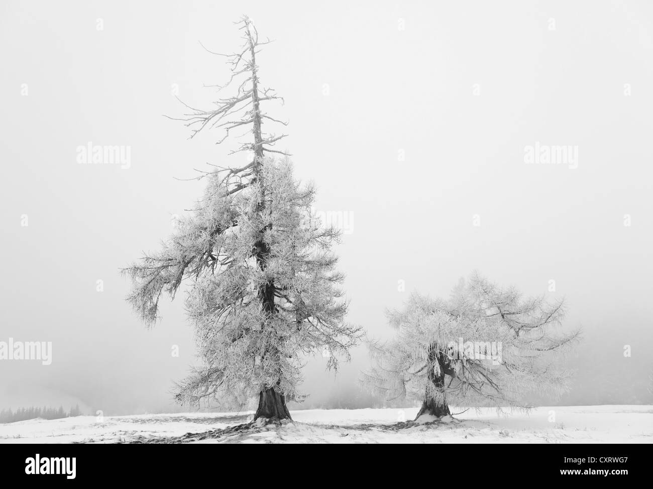 Vecchi alberi di larice (Larix) in inverno, Weiz, regione Almenland, Sommeralm alp, Teichalm alp, Stiria, Austria, Europa Foto Stock