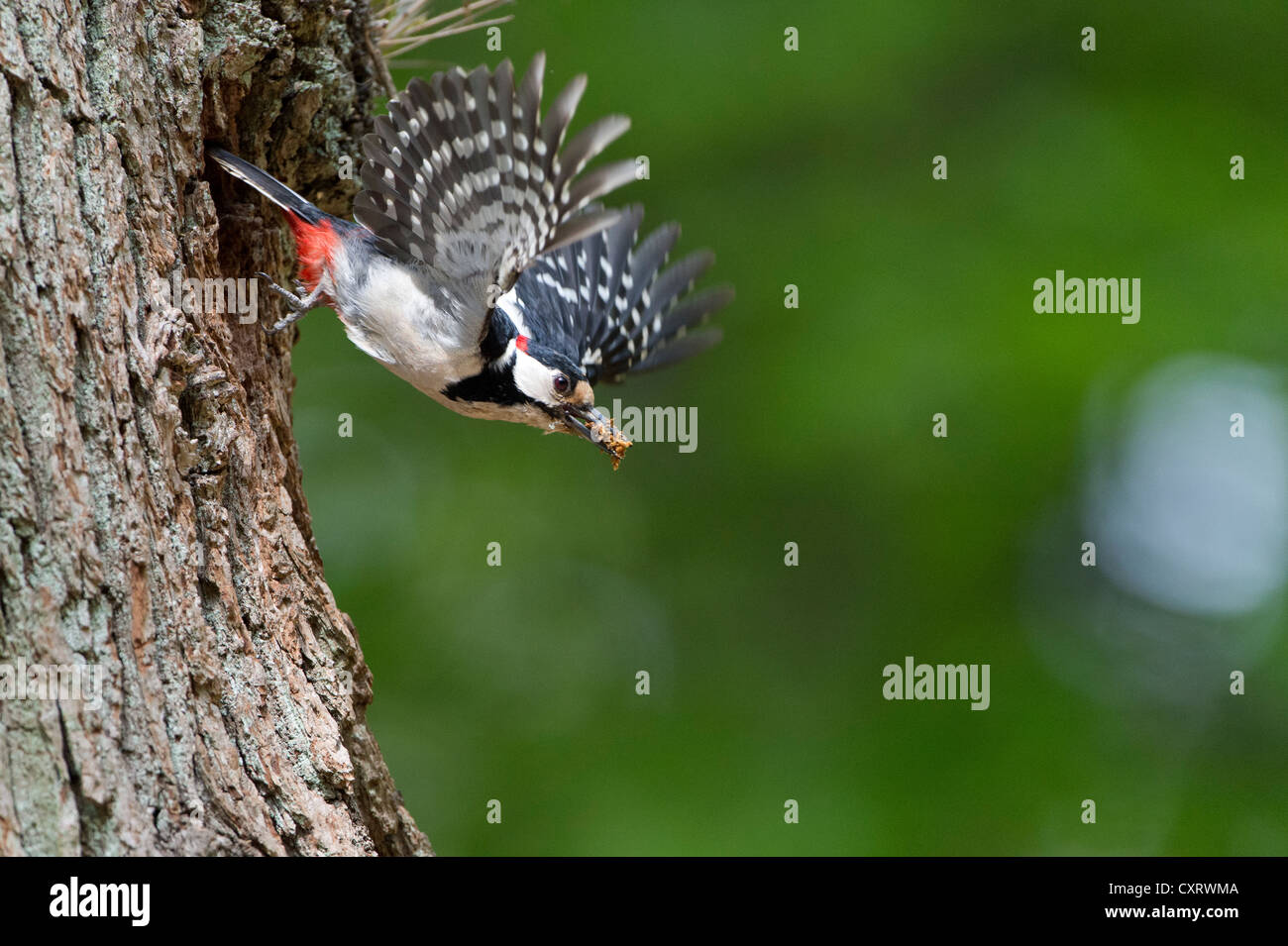 Picchio rosso maggiore (Dendrocopos major), in volo, Urwald Sababurg Riserva Naturale, Nord Hesse, Germania, Europa Foto Stock