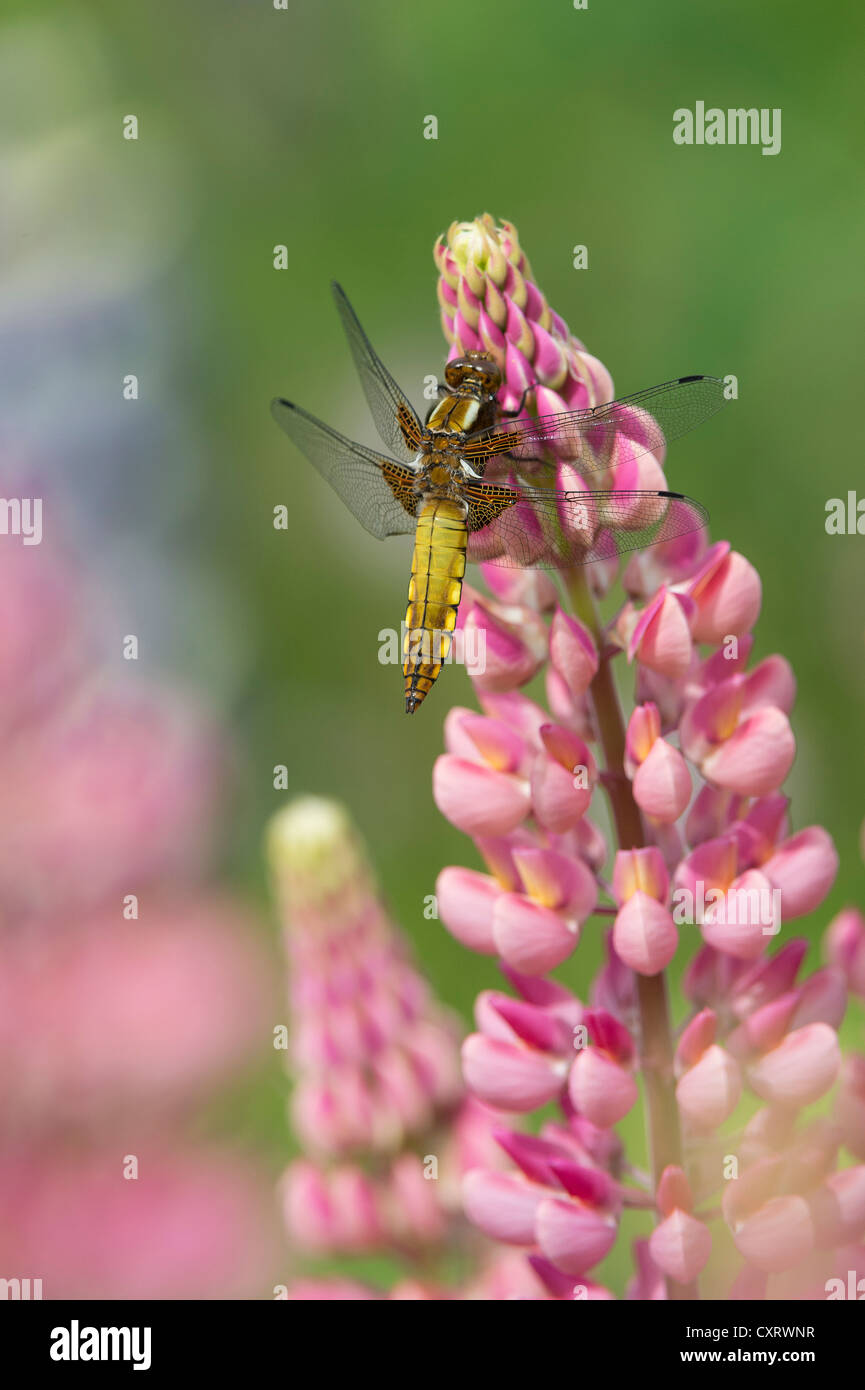 Lupin (Lupinus sp.) con un Four-Spotted Chaser (Libellula quadrimaculata), San Pietro Ording, Schleswig-Holstein Foto Stock