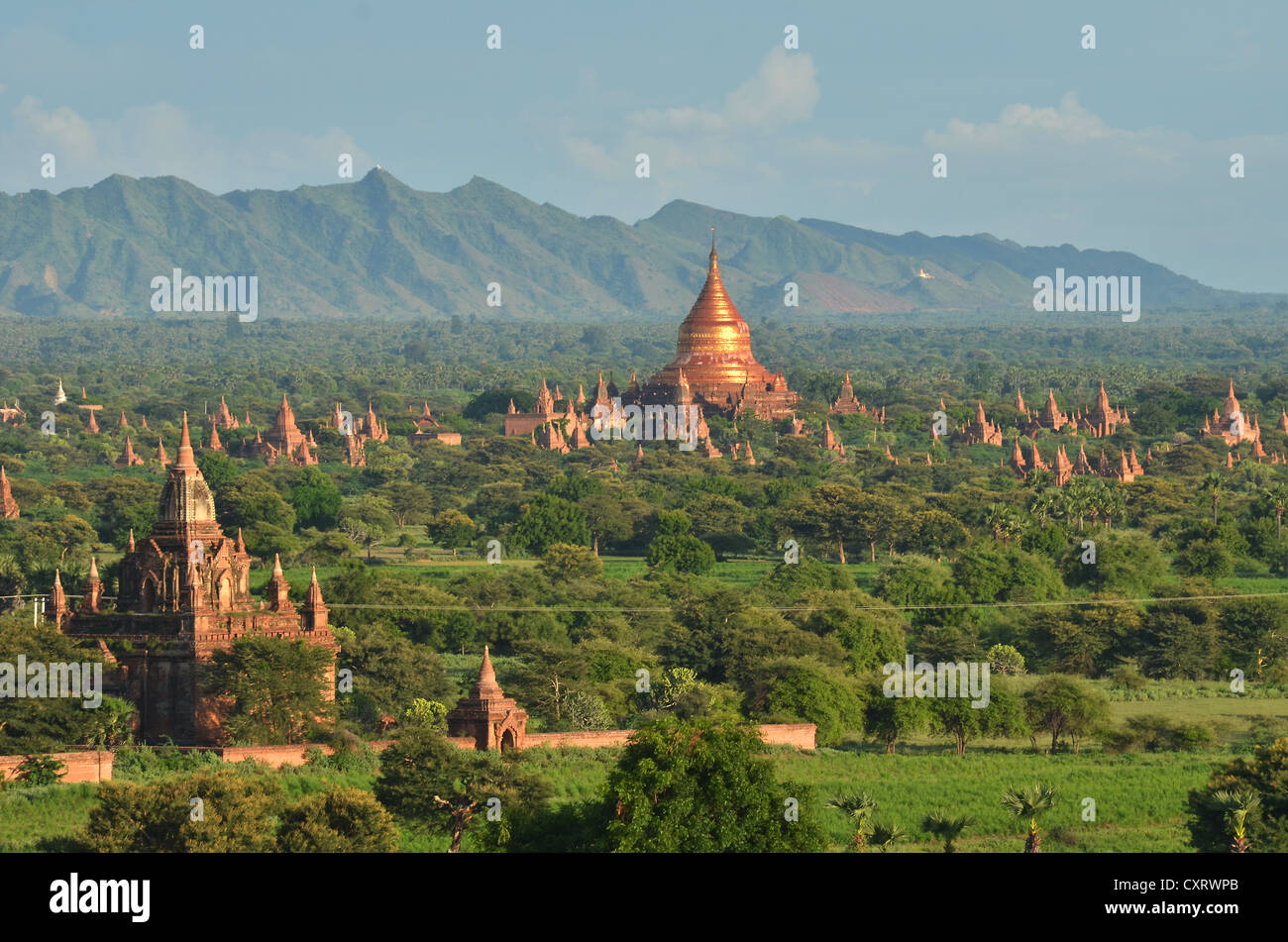 Campo pagoda, pagode buddiste, Old Bagan, pagano, Bagan, MYANMAR Birmania, Asia sud-orientale, Asia Foto Stock