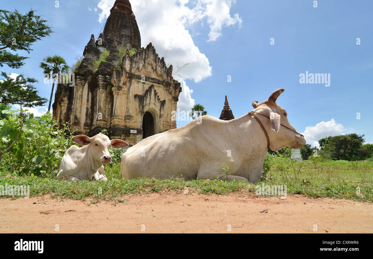 Buoi ruminating davanti a una pagoda, Bagan, MYANMAR Birmania, Asia sud-orientale, Asia Foto Stock