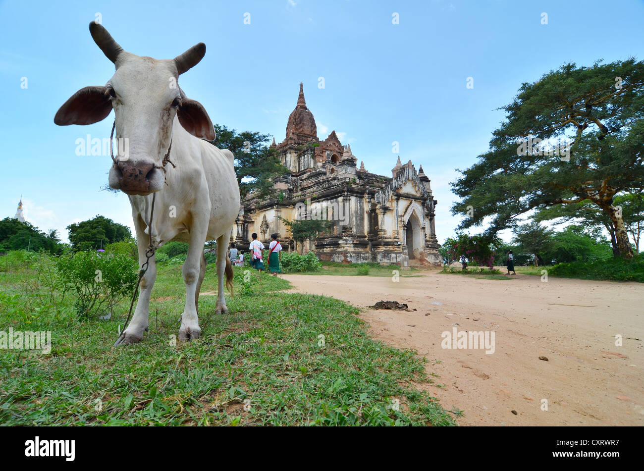 Ox in piedi di fronte ad una pagoda, Bagan, MYANMAR Birmania, Asia sud-orientale, Asia Foto Stock