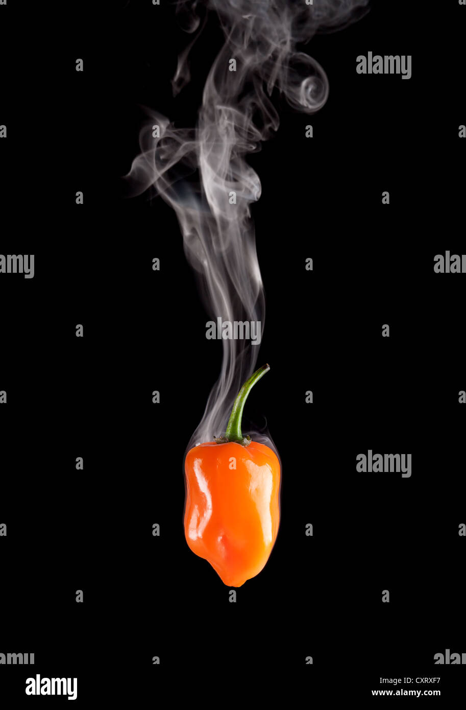Fumatori Hot Orange Habanero Peperoncino (Capsicum Chinense) isolato su nero. Foto Stock