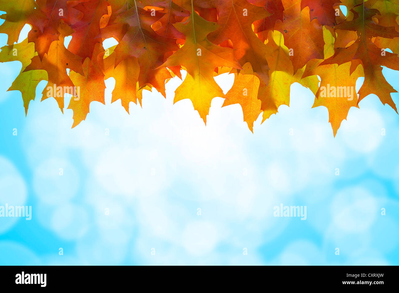 Appendere l'autunno Quercia foglie con cielo azzurro sfondo sfocato Foto Stock