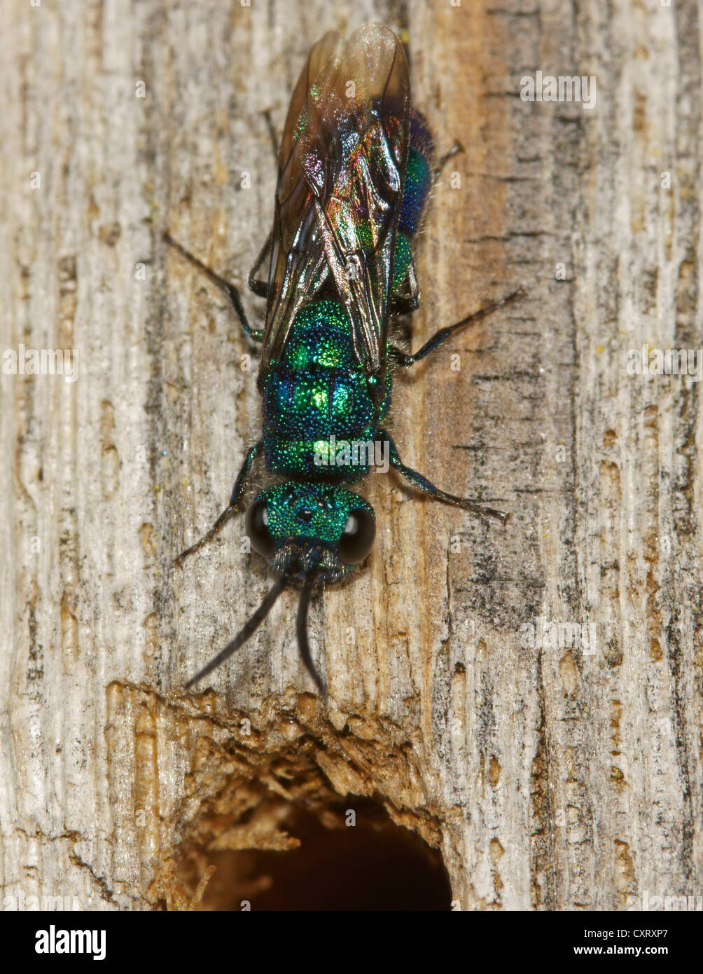 Ruby-tailed wasp (Chrysis ignita), femmina, Bad Hersfeld, Hesse Foto Stock