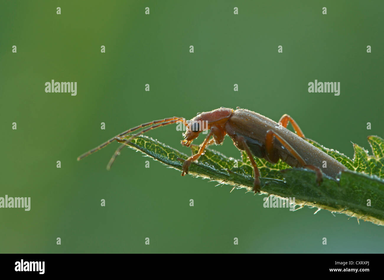 Comune soldato rosso Beetle (Rhagonycha fulva), Bad Hersfeld, Hesse, Germania, Europa Foto Stock