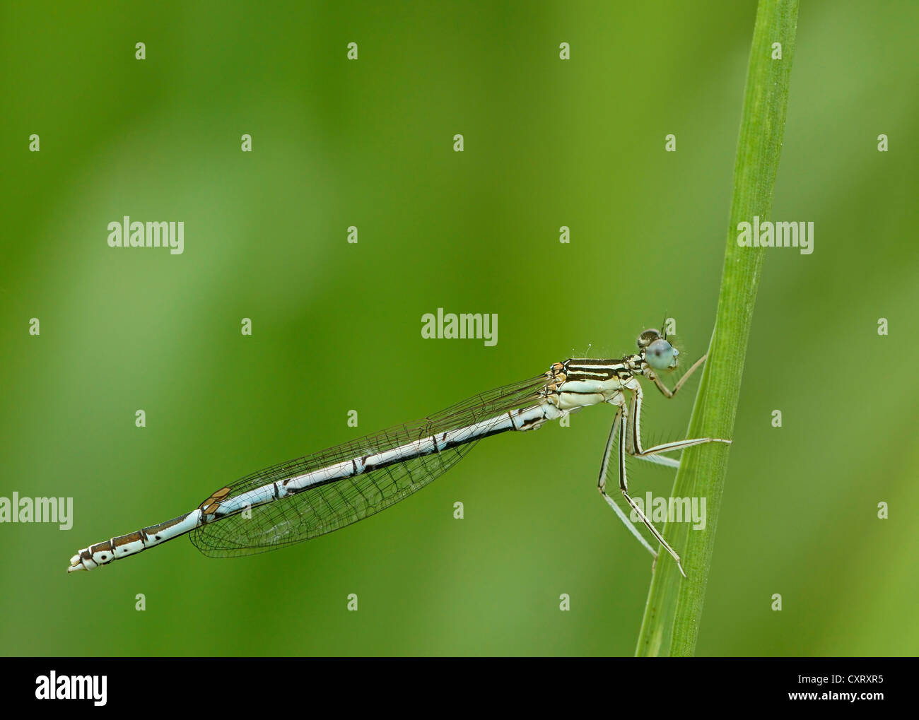 White-gambe o Damselfly Blue Featherleg (Platycnemis pennipes), femmina, Bad Hersfeld, Hesse, Germania, Europa Foto Stock