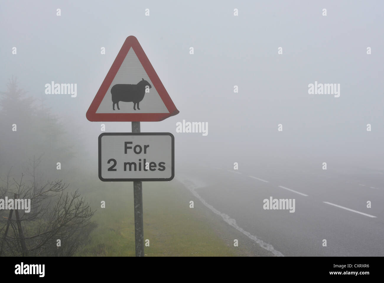Pecore segno di avvertimento in caso di nebbia fitta su una strada nelle Highlands scozzesi, Grampian Mountains, Scotland, Regno Unito, Europa Foto Stock