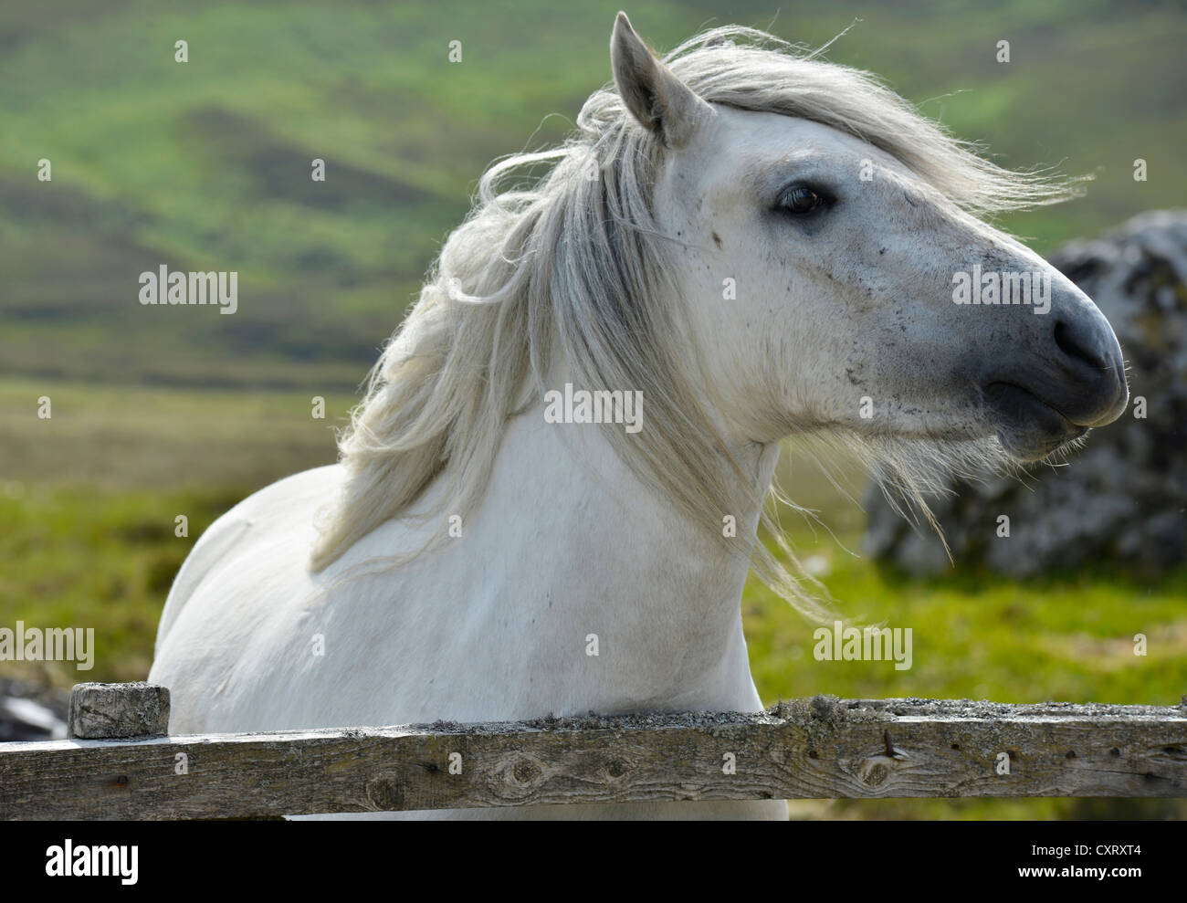 Cavallo bianco con una fluente criniera, Sutherland, Highlands scozzesi, Scotland, Regno Unito, Europa Foto Stock