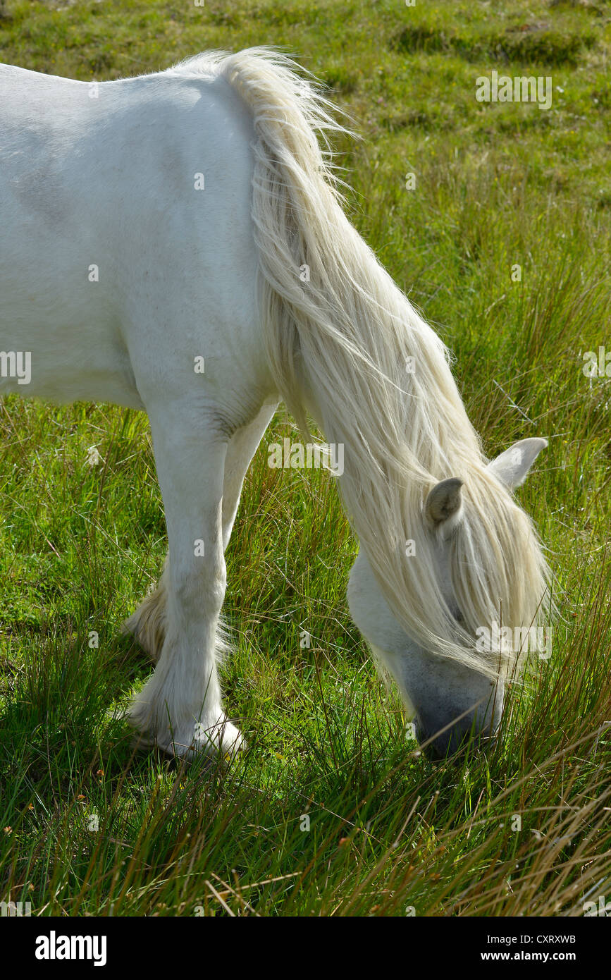 White Horse pascolo, Sutherland, Highlands scozzesi, Scotland, Regno Unito, Europa Foto Stock