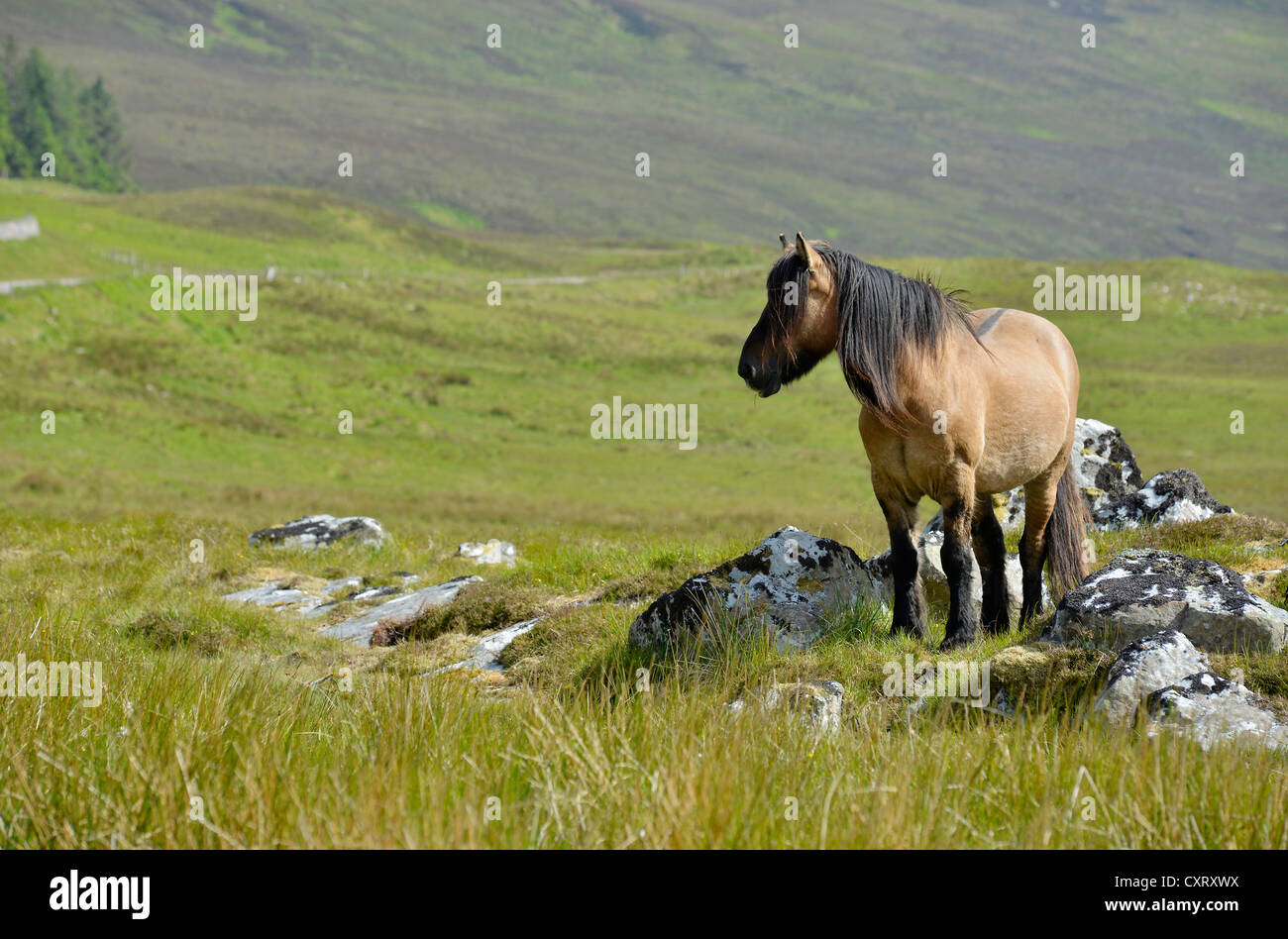 Marrone o bay a cavallo con un nero mane, Sutherland, Highlands scozzesi, Scotland, Regno Unito, Europa Foto Stock
