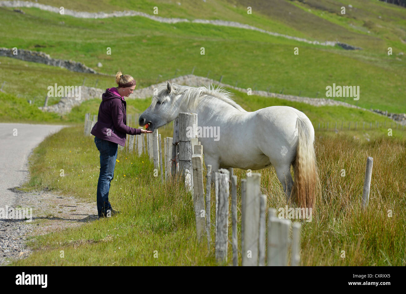 Donna incinta alimentazione di un cavallo bianco, Sutherland, Highlands scozzesi, Scotland, Regno Unito, Europa Foto Stock