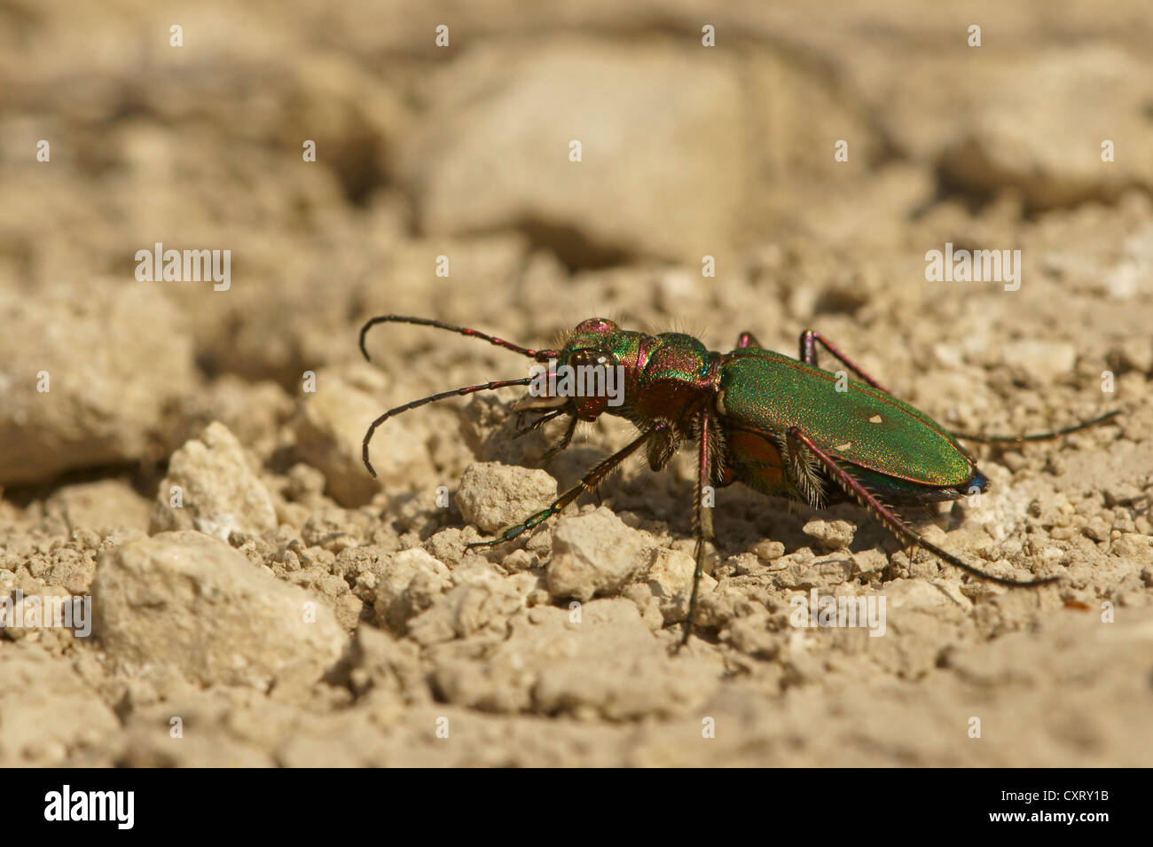 Green tiger beetle (Cicindela campestris), Northern Bulgaria Bulgaria, Europa Foto Stock