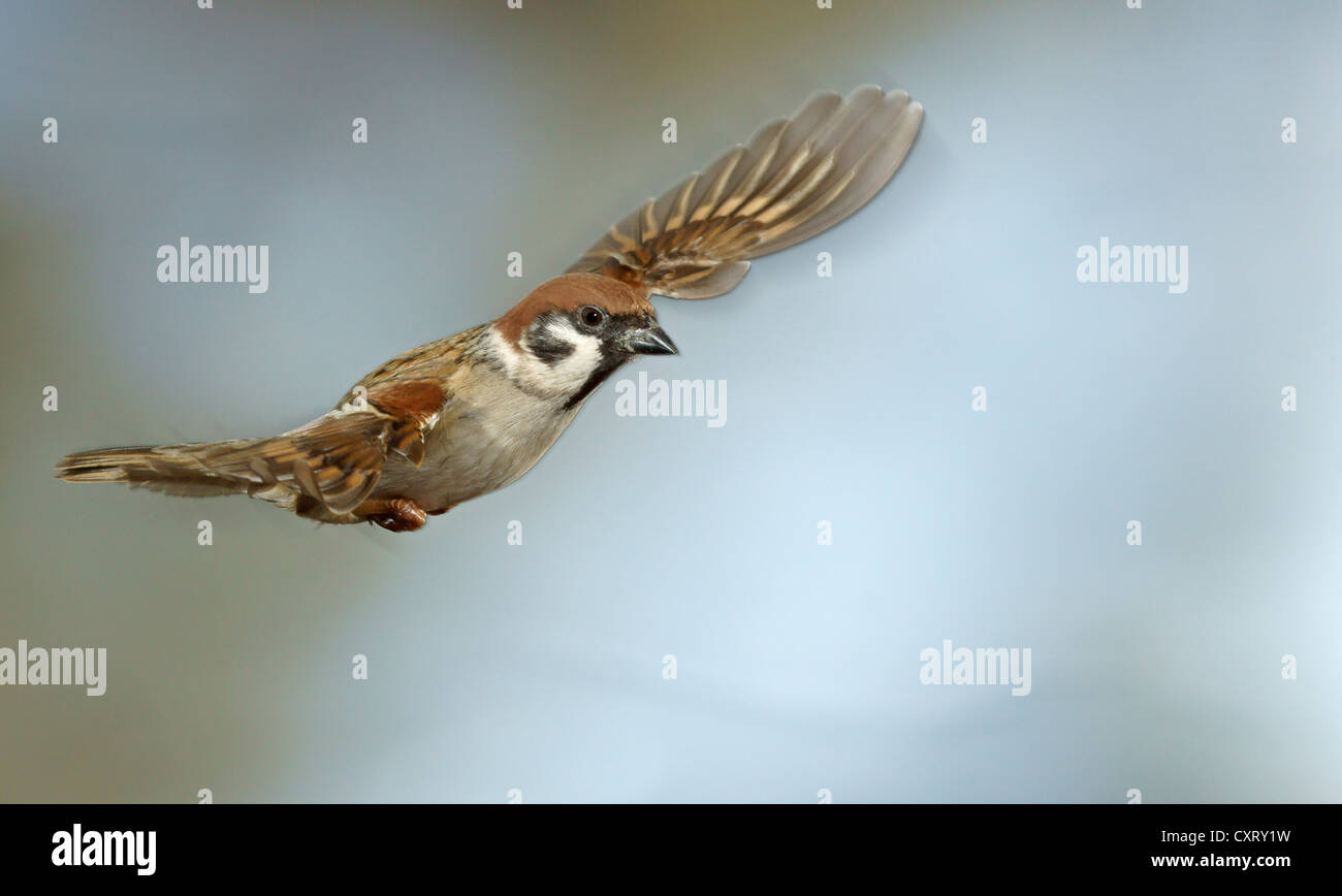 Tree Sparrow (Passer montanus), in volo, Bad Hersfeld, Germania, Europa Foto Stock
