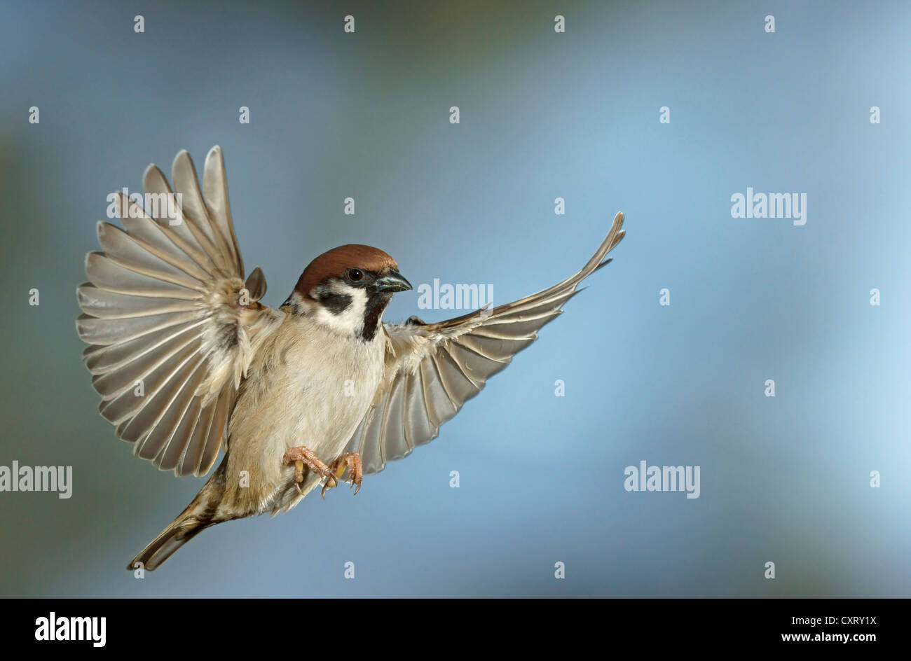 Tree Sparrow (Passer montanus), in volo, Bad Hersfeld, Germania, Europa Foto Stock