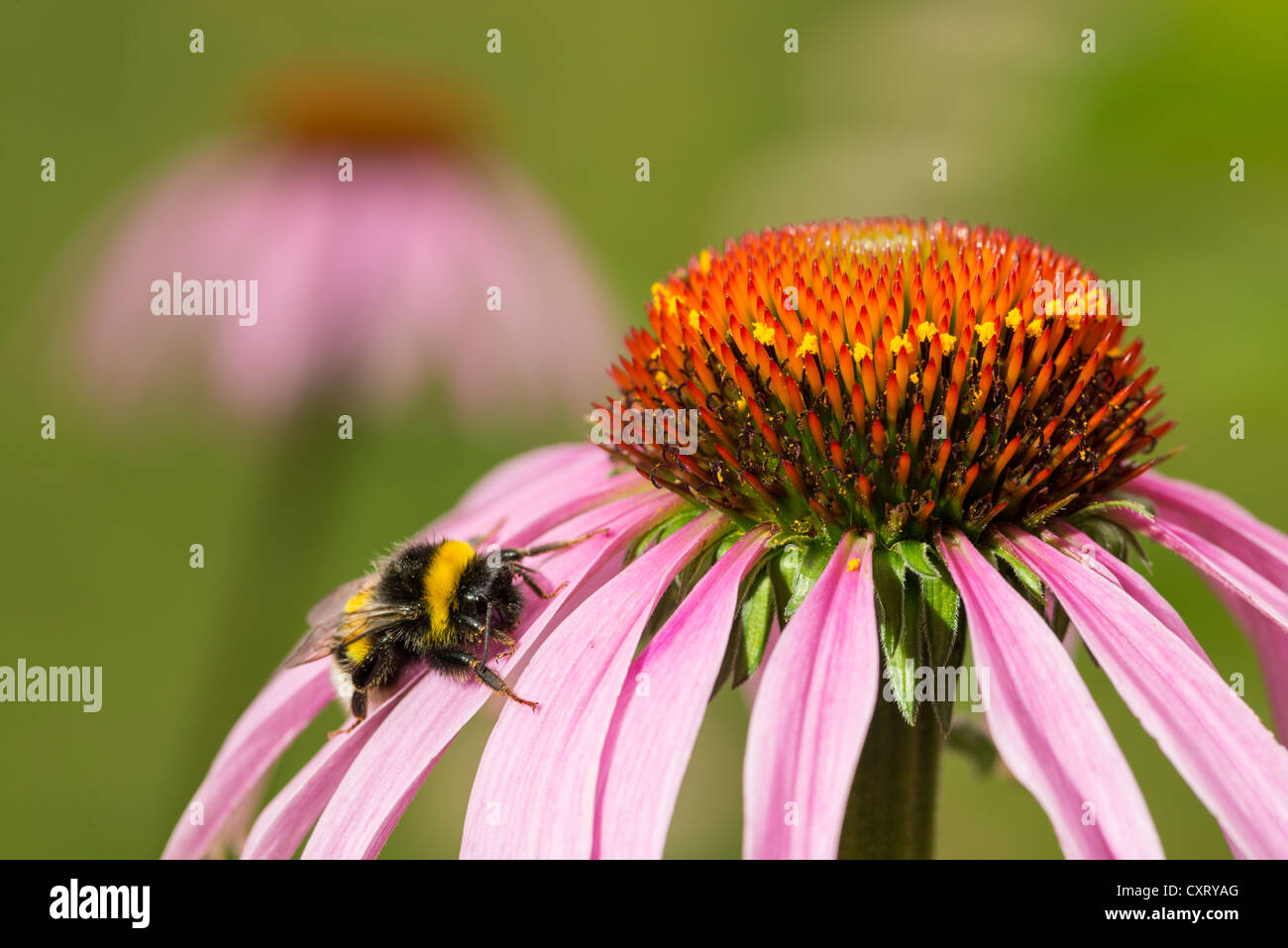 Buff-tailed bumblebee o terra di grandi dimensioni bumblebee (Bombus terrestris), su un viola Coneflower (Echinacea purpurea), Germania, Europa Foto Stock