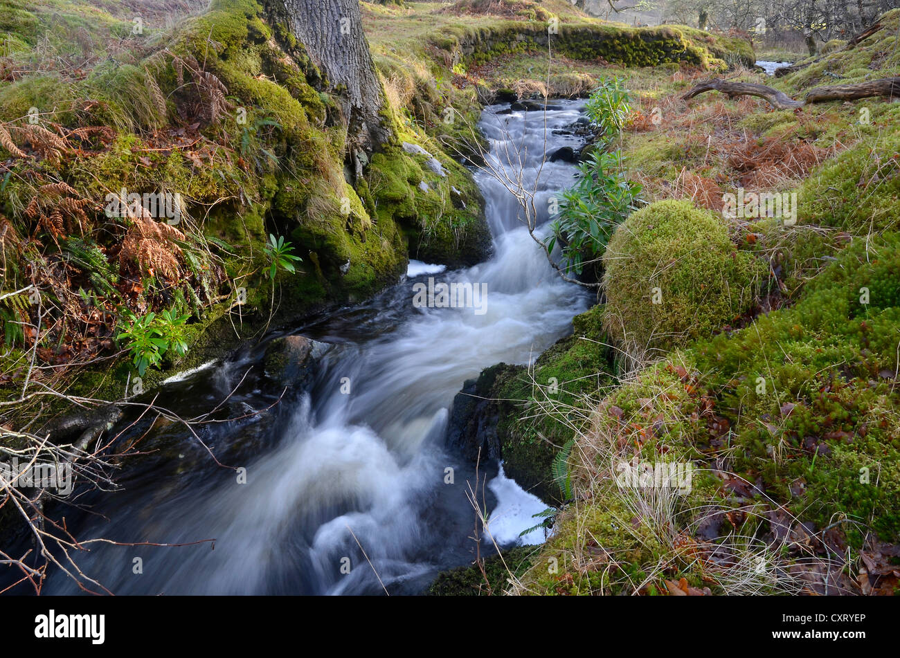 Piccolo ruscello, un torrente con acqua limpida e muschio verde in inverno, Western Ross, Highlands, Scotland, Regno Unito, Europa Foto Stock