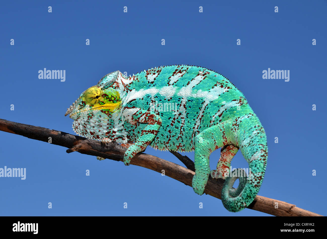Panther Chameleon (Furcifer pardalis) sull'isola di Nosy Faly nel nord-ovest del Madagascar, Africa Foto Stock