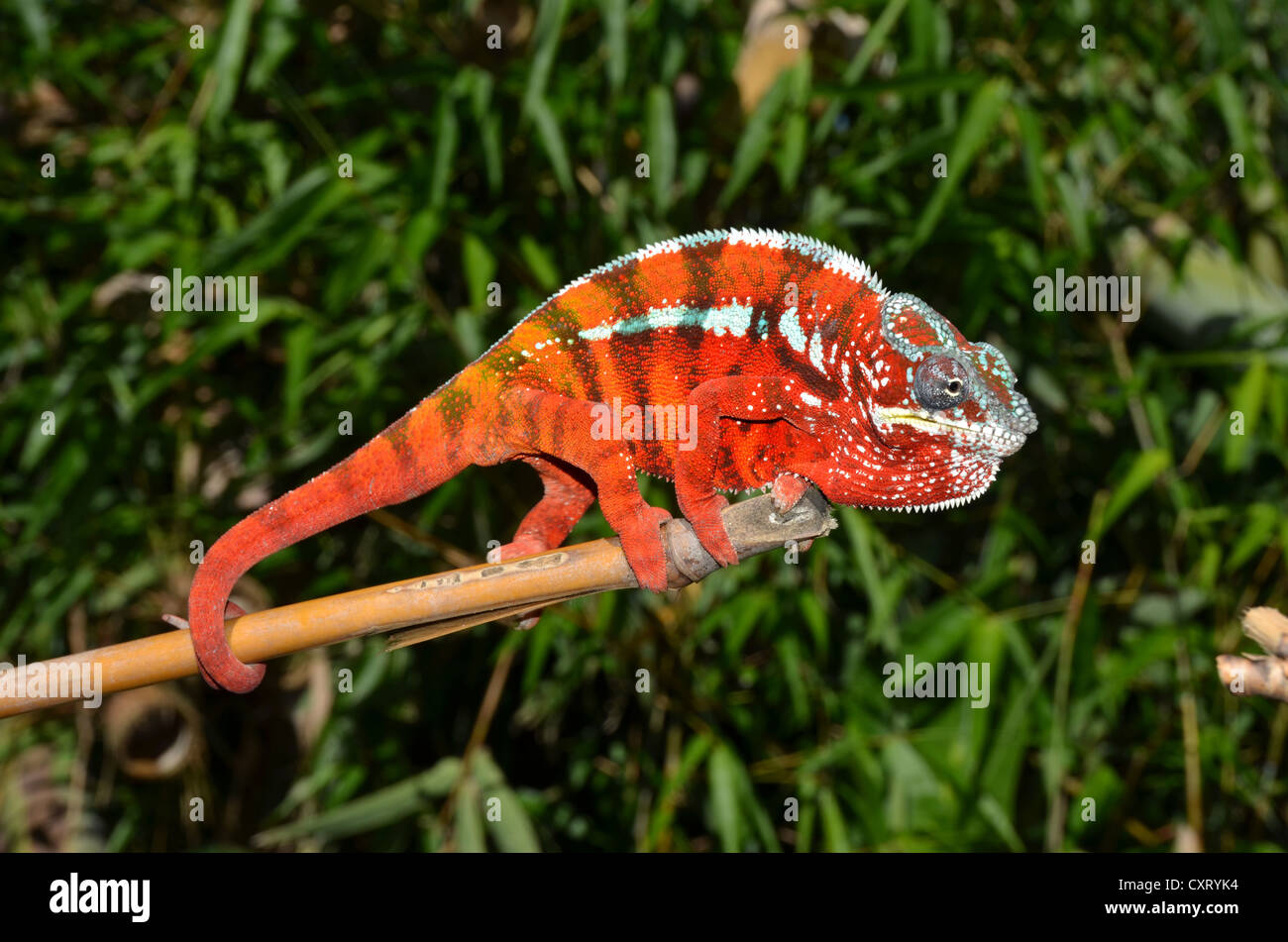 Panther Chameleon (Furcifer pardalis) nell'est delle highlands del Madagascar, Africa Foto Stock